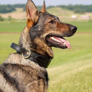 Leather Agitation Collar